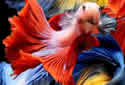 betafish