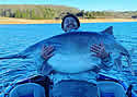 bigpaddle