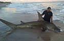 bigsharknc