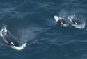 biggorca