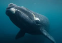 billtagwhale