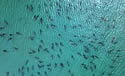 blacktipfrenzy