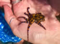 blueringoctopus
