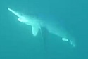 blueshark