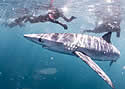 under belly deep blue shark pictures with divers under belly deep blue shark pictures with divers