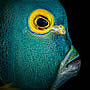 bonairefish