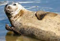 bradleyseal