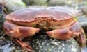 browncrab