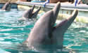 captivedolphin