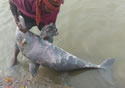carcassdolphin