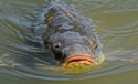 caringcarp