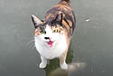 catfish