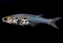 cerebelumfish