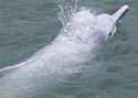 chineswhitedolphin