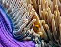 clownfish
