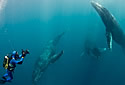 connectedfish