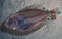 cornishsole