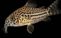 cory-catfish