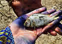 damfish