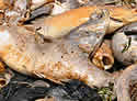 deadfish