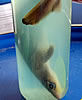 deadsharktank