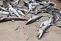 deadsharksbeach