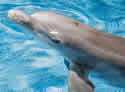 deafdolphin