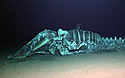 deepwhale