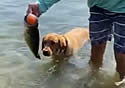 dogball