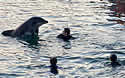 dolphin-encounter