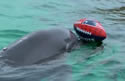dolphin-pick
