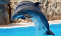 dolphin-trick