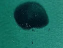 dolphinball