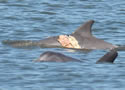 dolphinbite