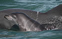 dolphincalfs
