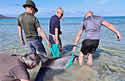 dolphinrescueire