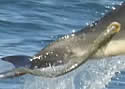 dolphinsucker