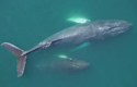 dronewhale