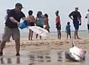 dumpingshark