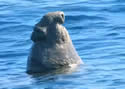 elephantseal