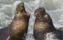 elephantseals