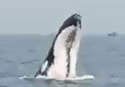 endangeredwhale