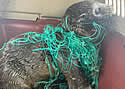 entagledseal