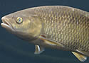 europeanchub