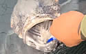 fishbrush