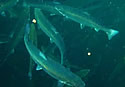 fishfarm