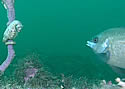 fishseahorse
