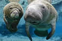 flmanatee