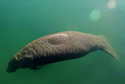 floatingmanatee