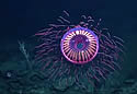 fractalfish